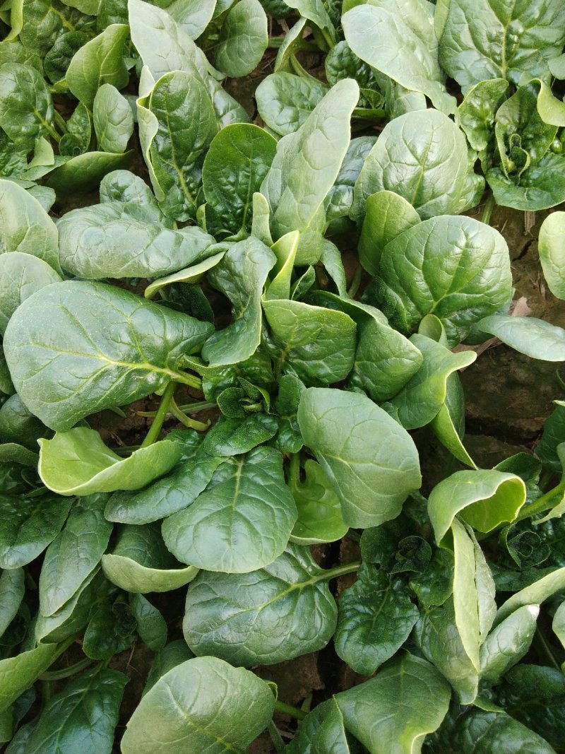 精品，波菜，两百亩精品菠菜专业种植菠菜基地