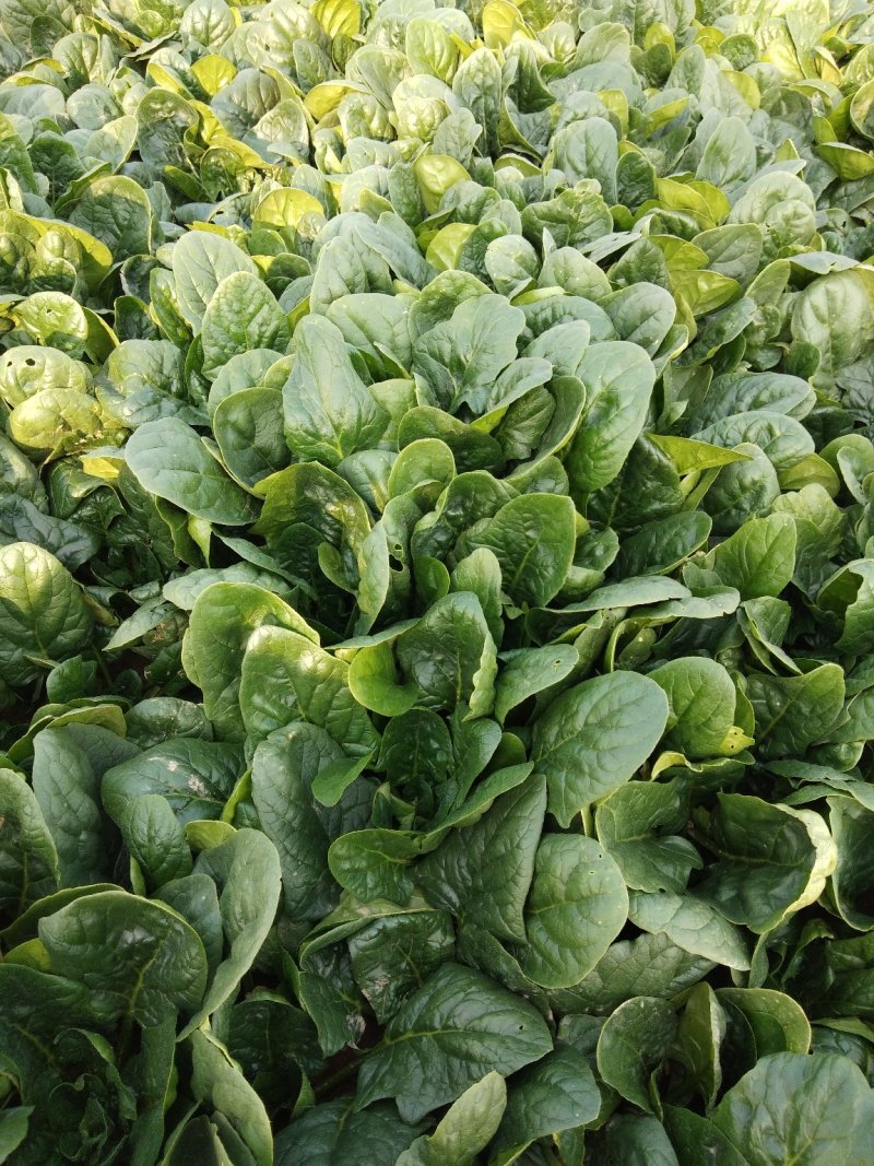 精品，波菜，两百亩精品菠菜专业种植菠菜基地