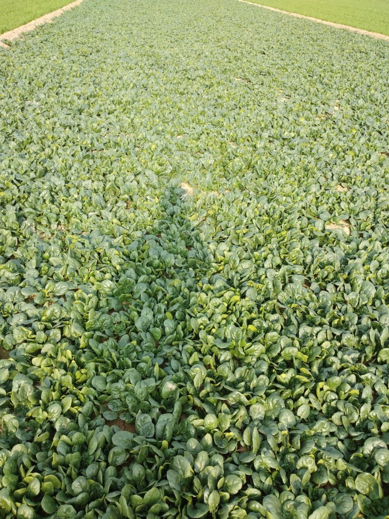 精品，波菜，两百亩精品菠菜专业种植菠菜基地