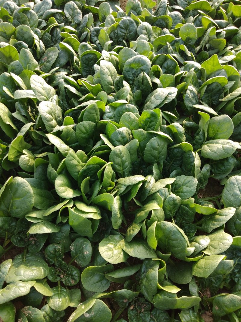 精品，波菜，两百亩精品菠菜专业种植菠菜基地