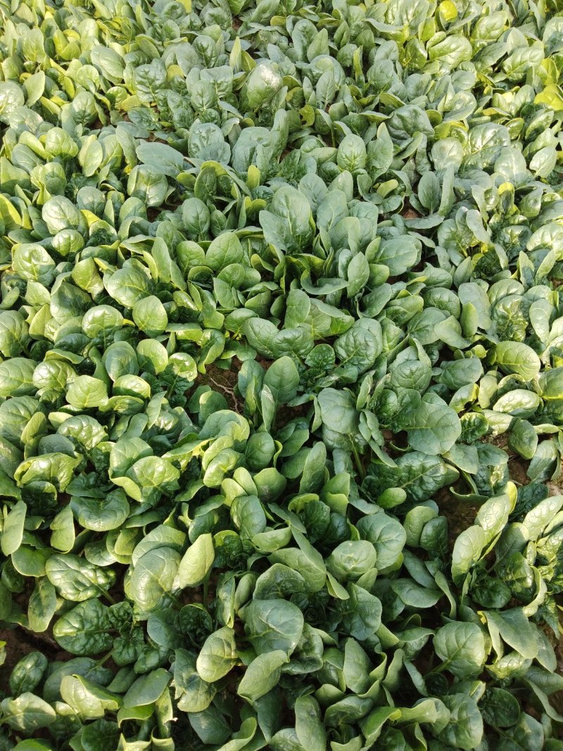 精品，波菜，两百亩精品菠菜专业种植菠菜基地