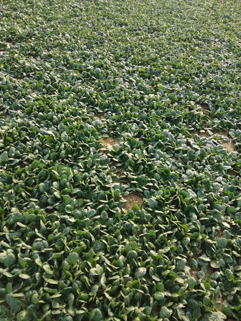 精品，波菜，两百亩精品菠菜专业种植菠菜基地
