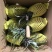 菠萝