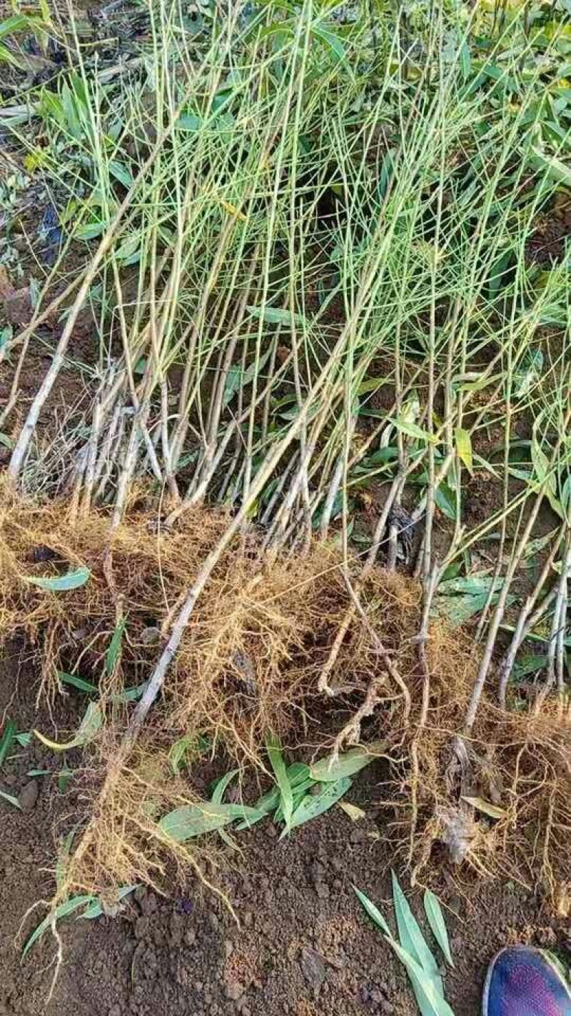 推荐山东黄桃树苗，六月至九月份成熟，优质桃树苗，一手货源