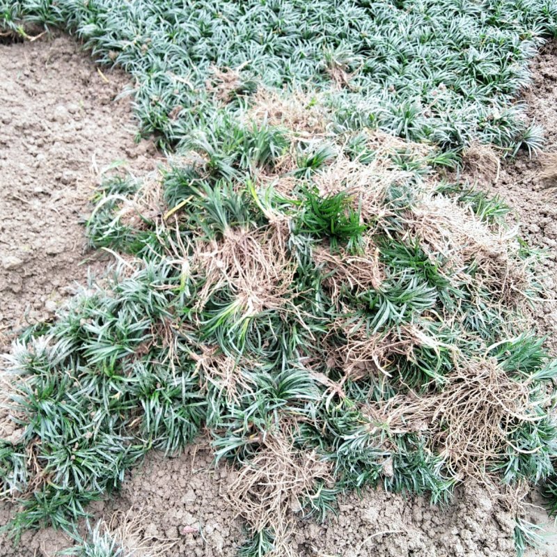 矮麦冬玉龙草免修剪