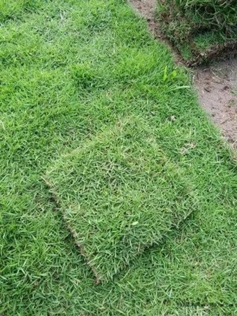 马尼拉草块绿化苗木基地直发