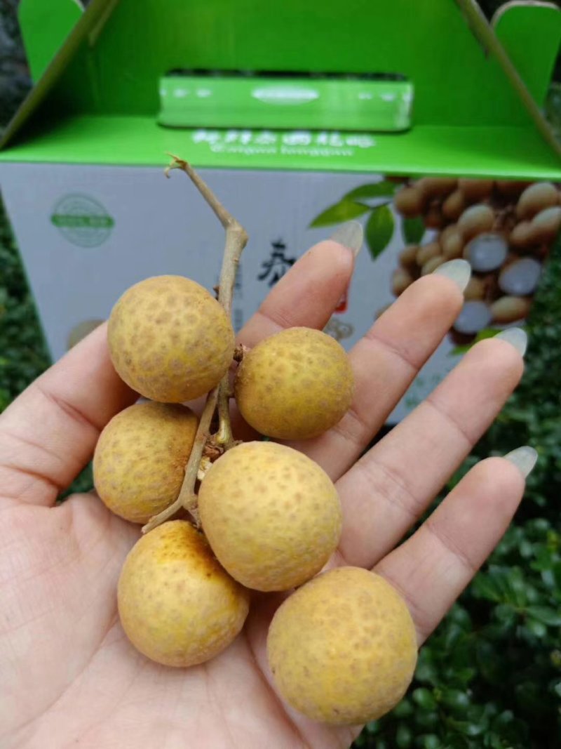 龙眼