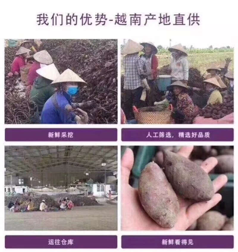 越南珍珠紫薯