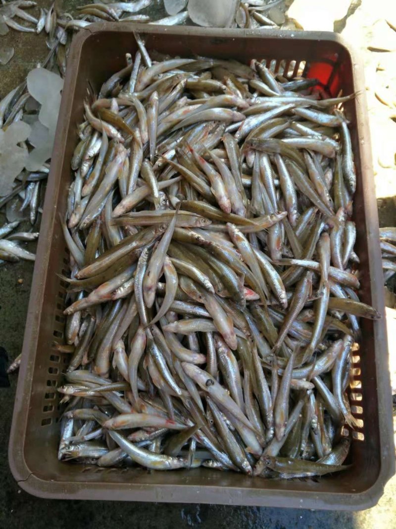 蓝刀鱼，白肖鱼