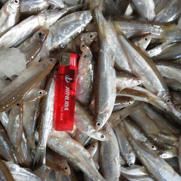 蓝刀鱼，白肖鱼