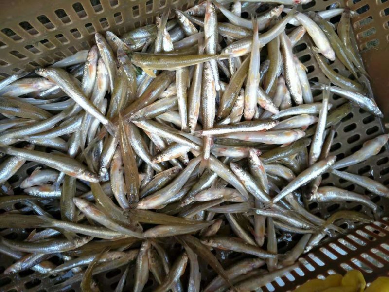 蓝刀鱼，白肖鱼