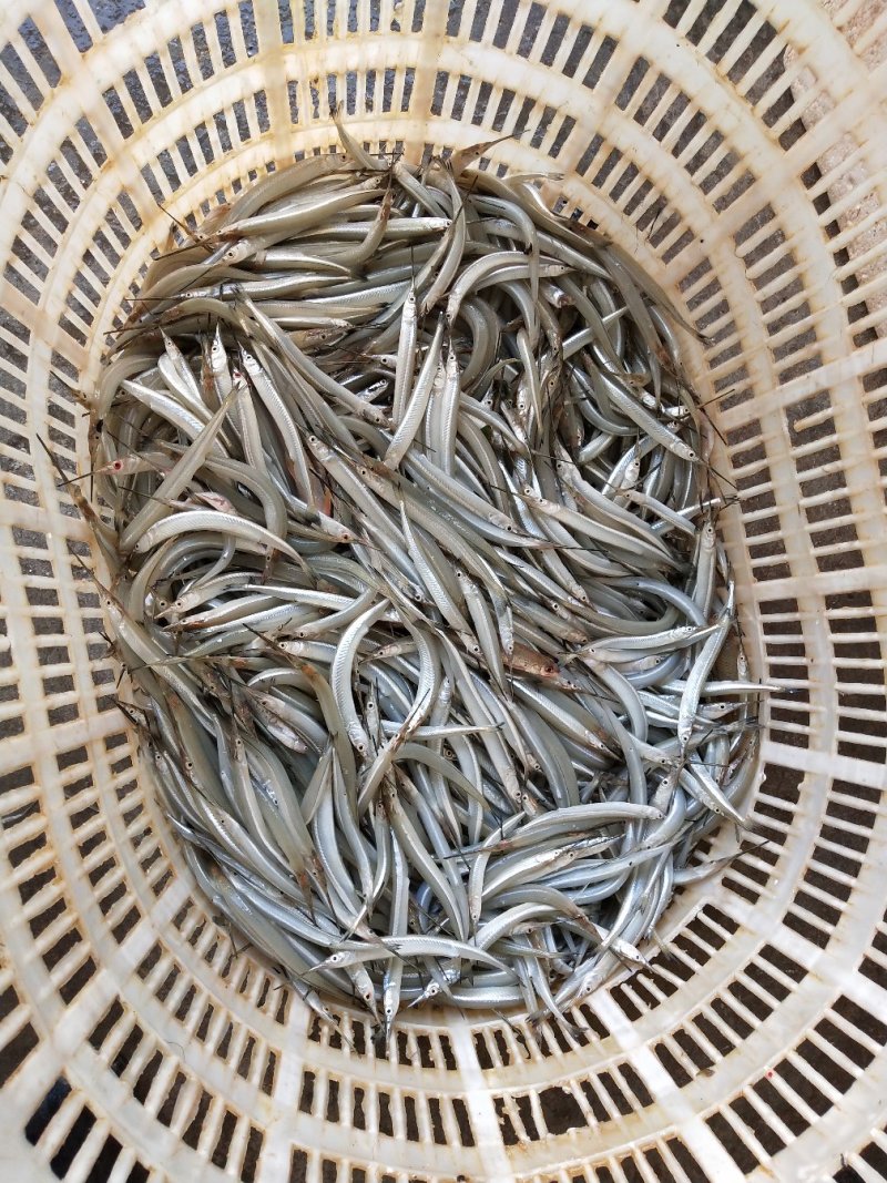 蓝刀鱼，白肖鱼