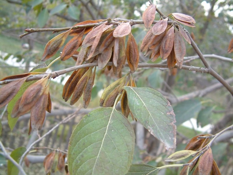 新采杜仲种子上市芽率高净度好