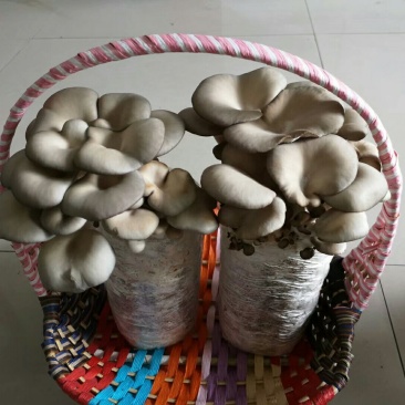 小叶平菇菌包