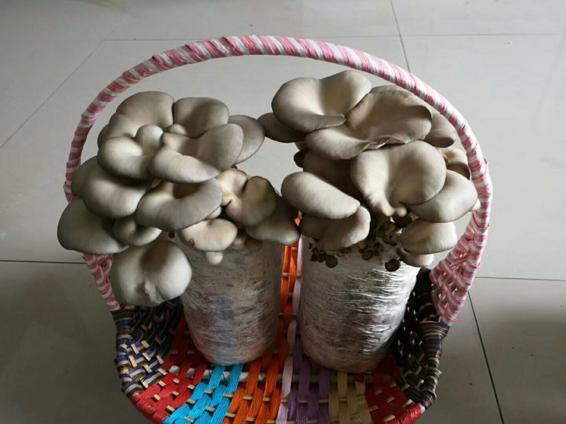 小叶平菇菌包