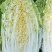 黄心白菜大量供应质优价廉欢迎各位客商光临选购
