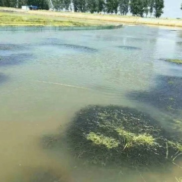 小龙虾苗，种苗，种虾，提供水草，免费养殖技术指导