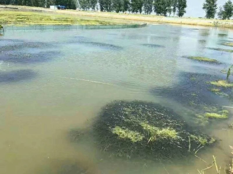 小龙虾苗，种苗，种虾，提供水草，免费养殖技术指导