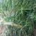 小龙虾苗，种苗，种虾，提供水草，免费养殖技术指导