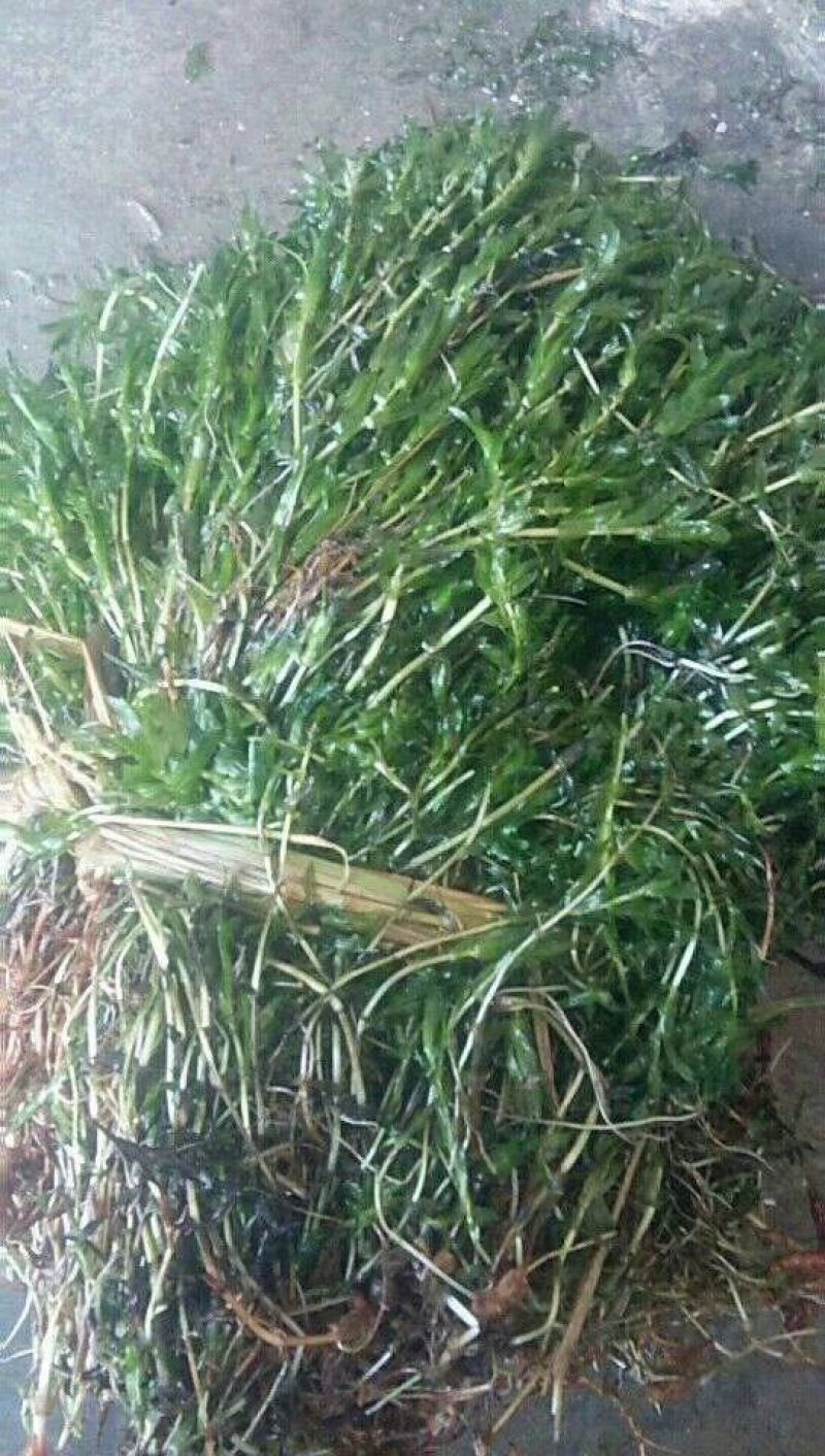 小龙虾苗，种苗，种虾，提供水草，免费养殖技术指导