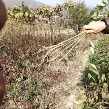 樱桃苗