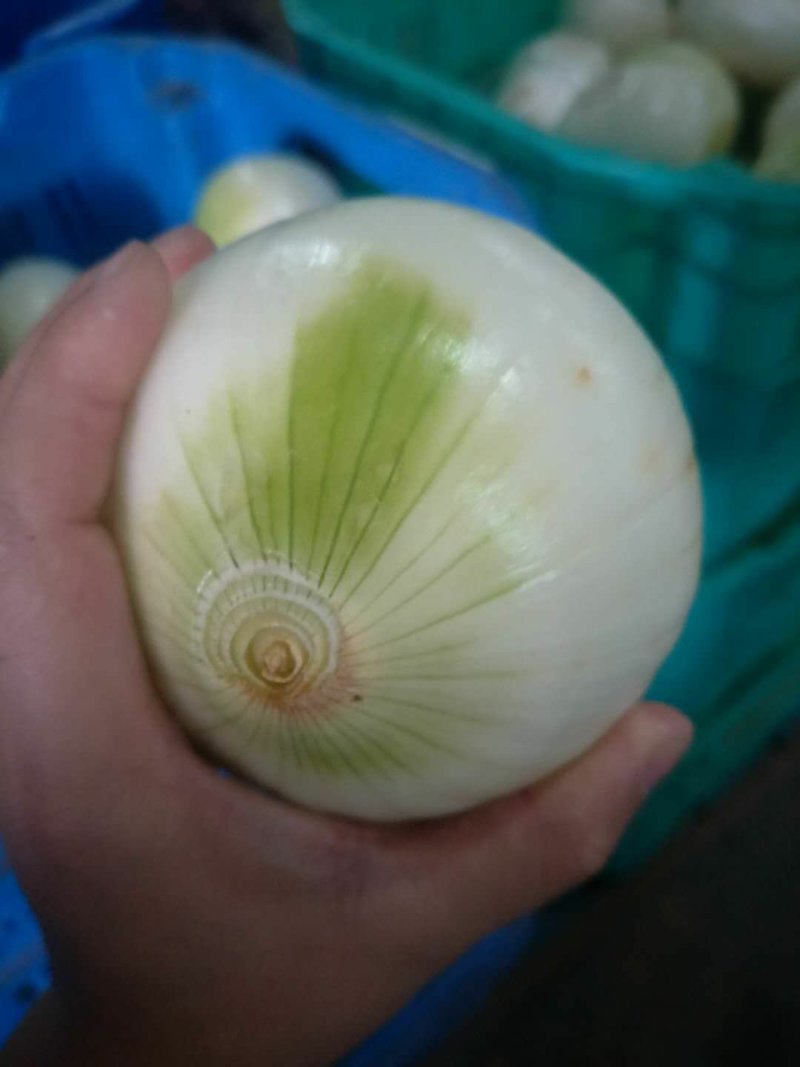 【精选】金乡黄皮洋葱农家自种原产地直发货源充足品质保证