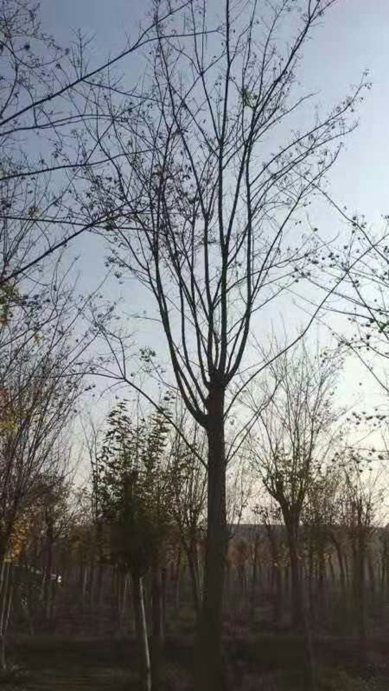 五角枫