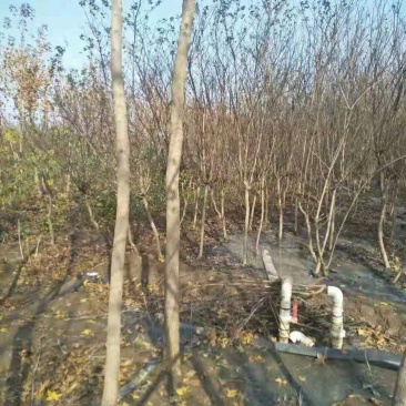 五角枫