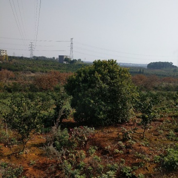 杨梅。