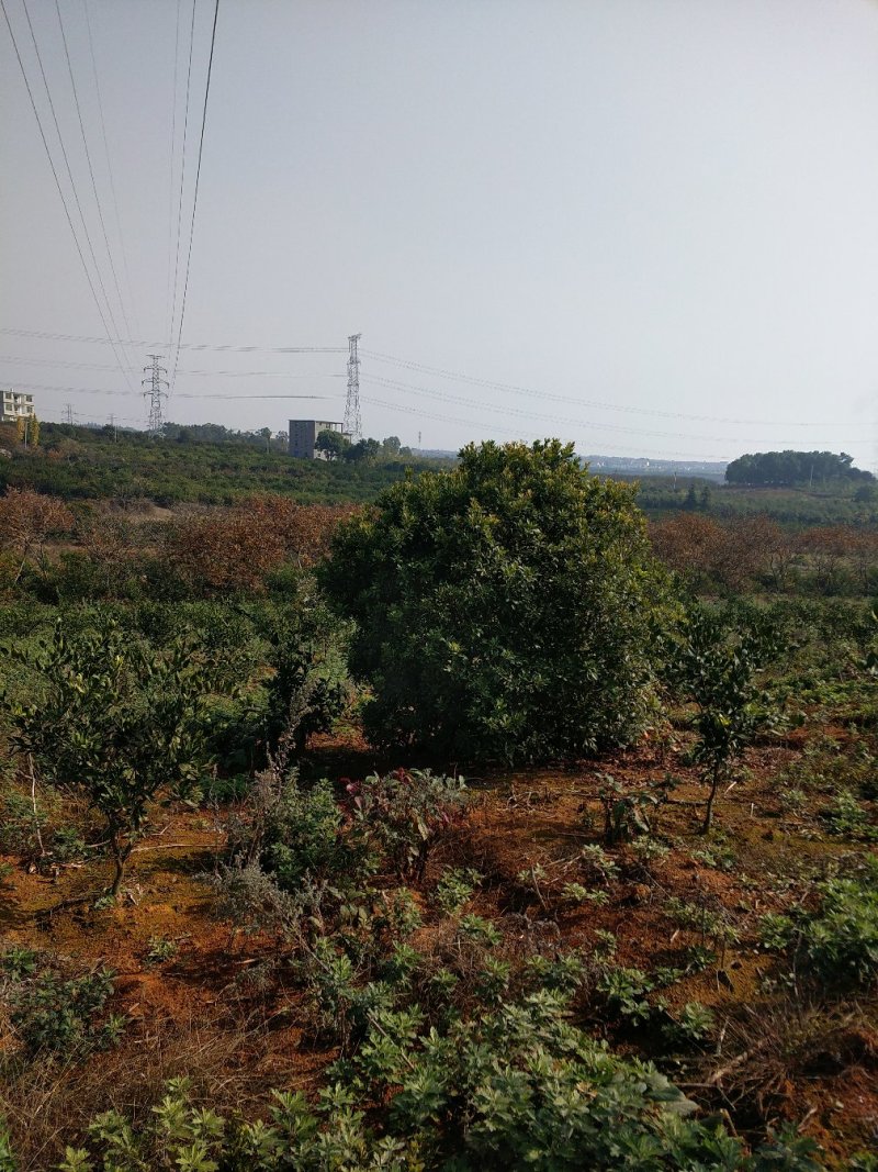 杨梅。
