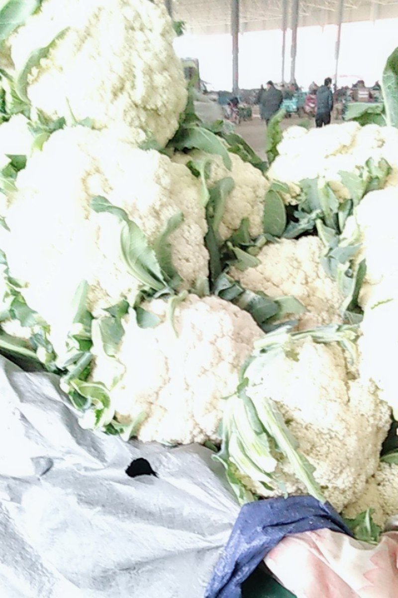 精品有机花大量供应各大批发市场超市大米，中米，小米