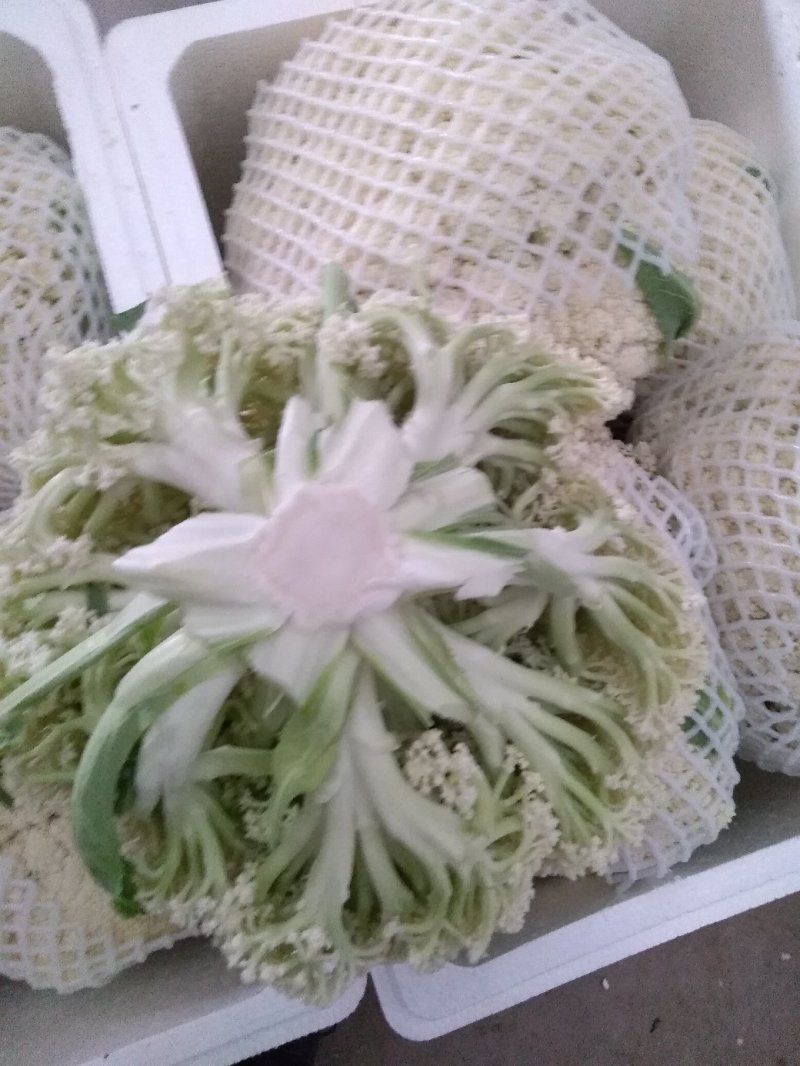 精品有机花大量供应各大批发市场超市大米，中米，小米