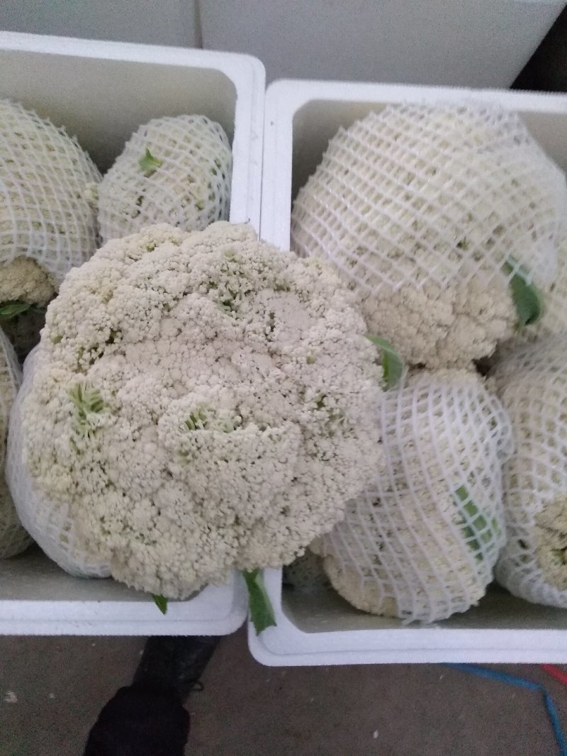 精品有机花大量供应各大批发市场超市大米，中米，小米