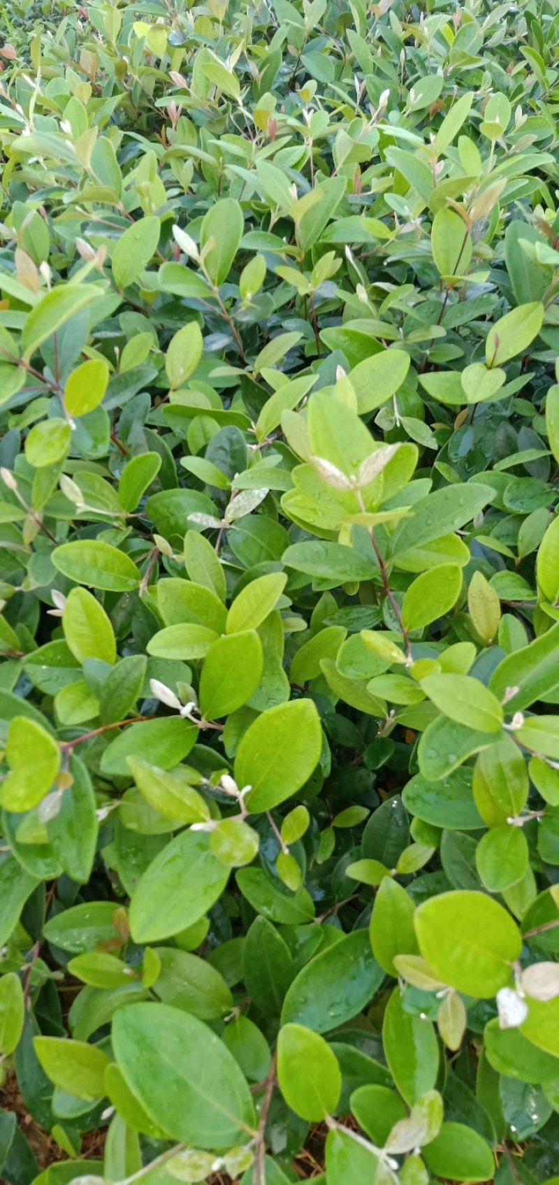 桃金娘苗棯子苗大量基地种植批发营养杯桃金娘苗