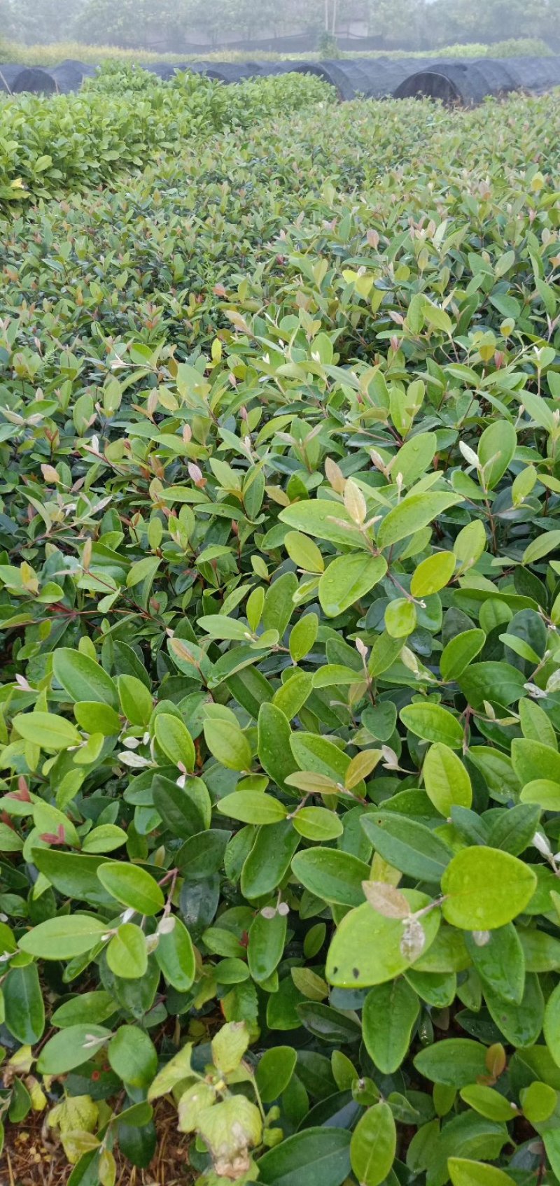 桃金娘苗棯子苗大量基地种植批发营养杯桃金娘苗