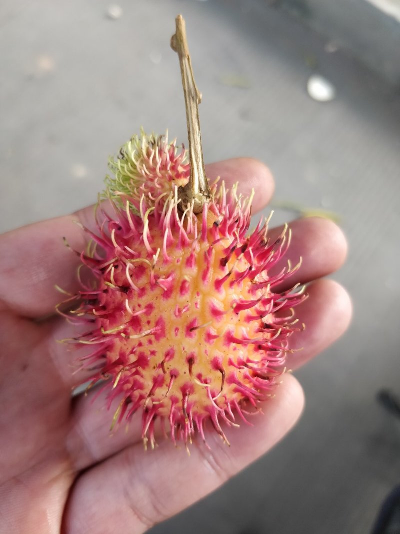 越南红毛丹