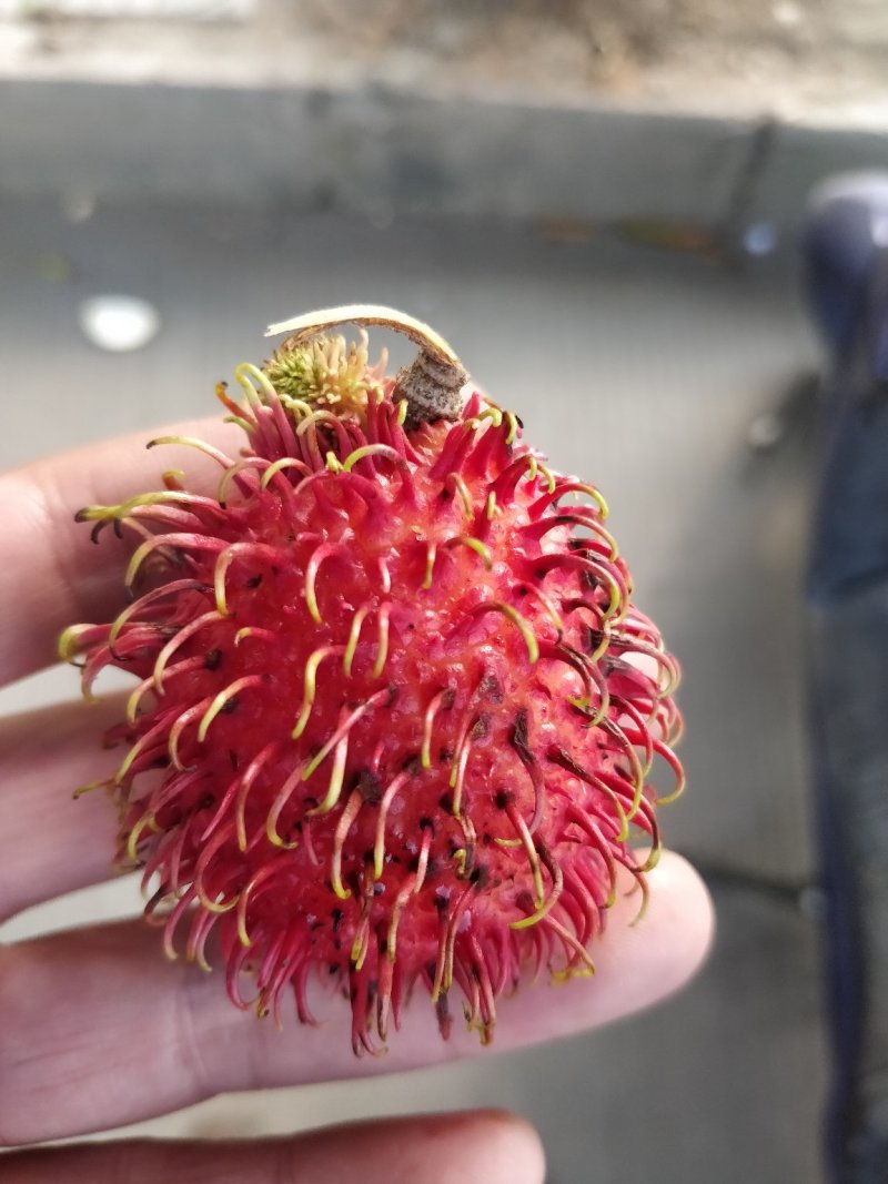 越南红毛丹