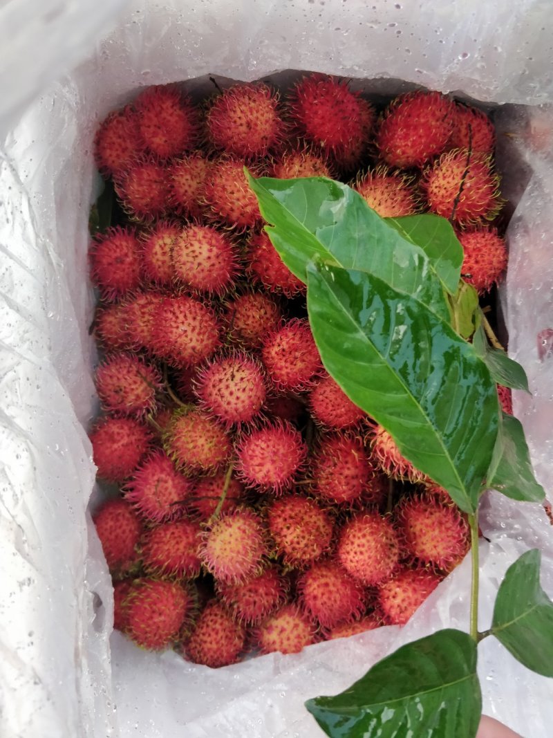 越南红毛丹