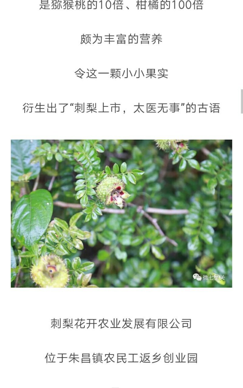 新鲜刺梨