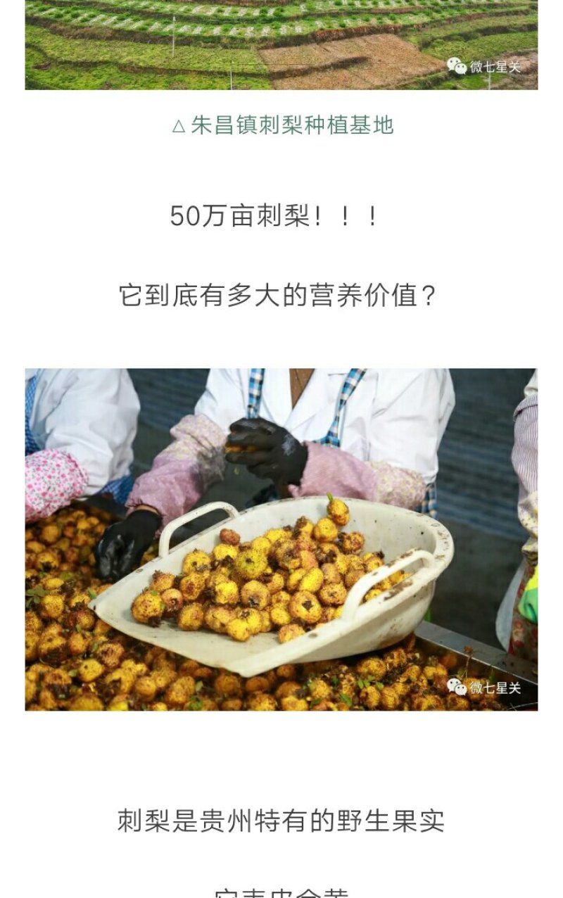 新鲜刺梨