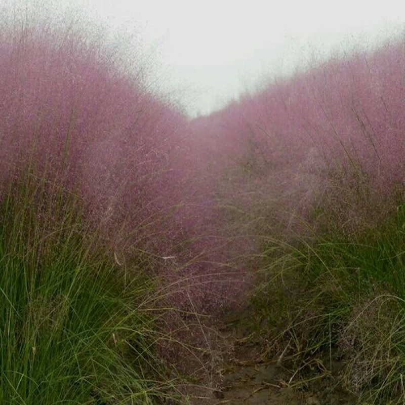 粉黛乱子草种子，新籽保发芽，花期长欢迎选购