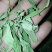 甜叶菊甜菊叶茶用级别各种外用药材需要联系我