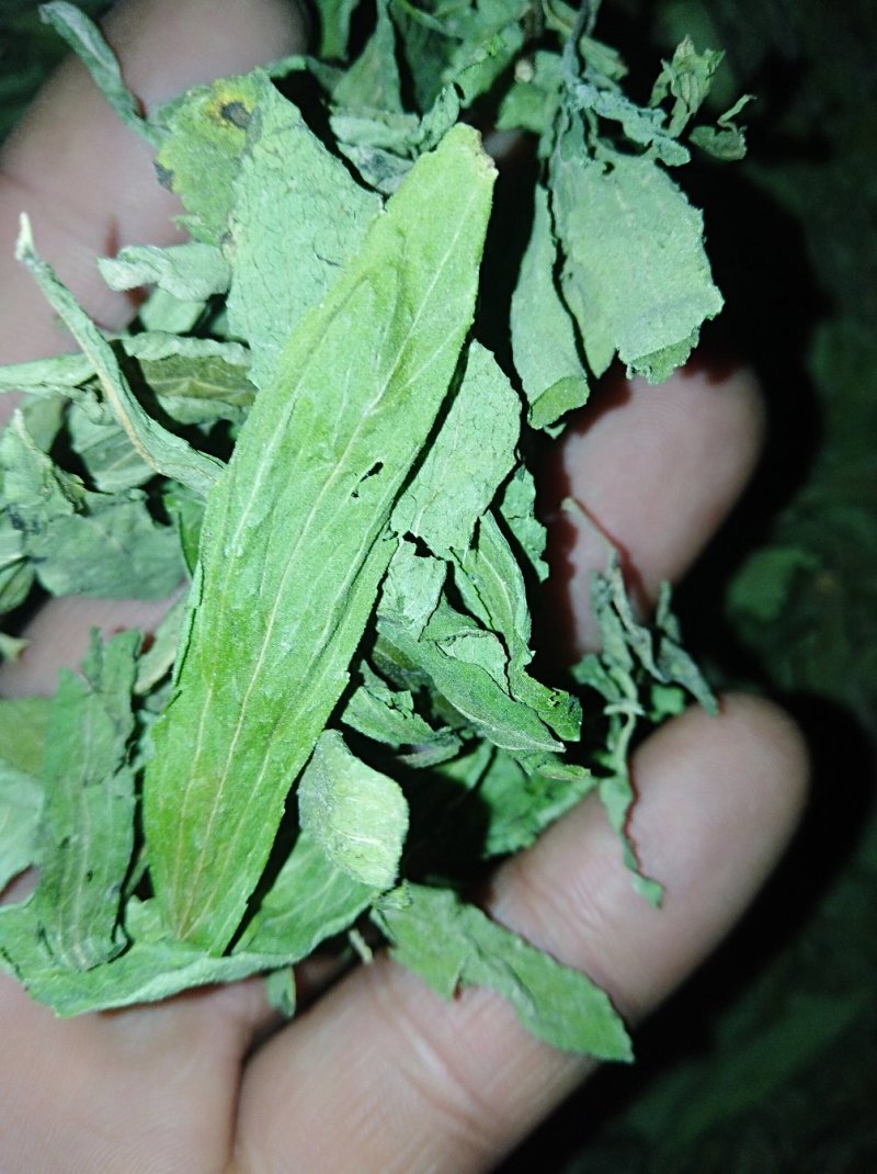 甜叶菊甜菊叶茶用级别各种外用药材需要联系我