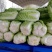 北京新三号白菜