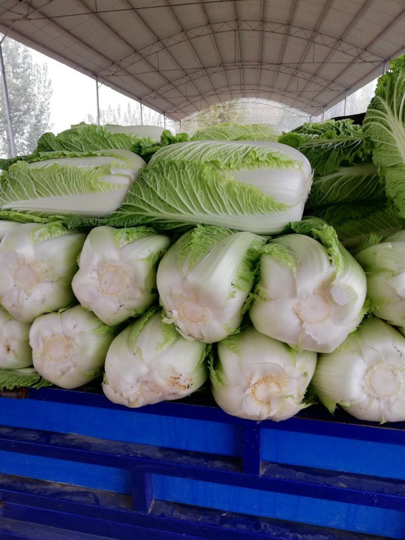 北京新三号白菜