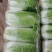 北京新三号白菜