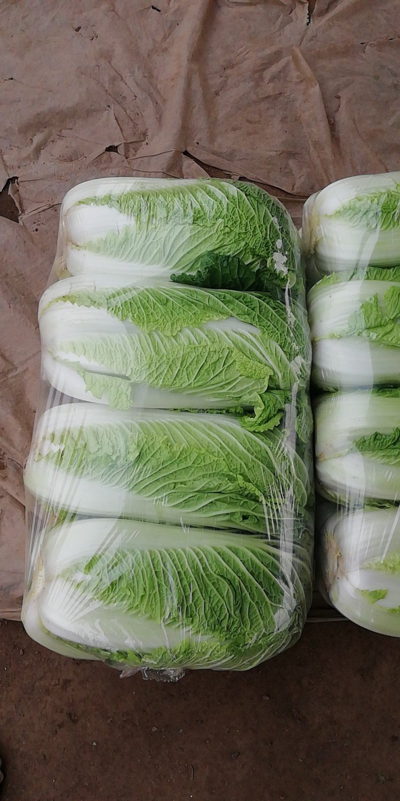 北京新三号白菜