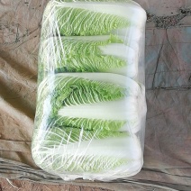 北京新三号白菜