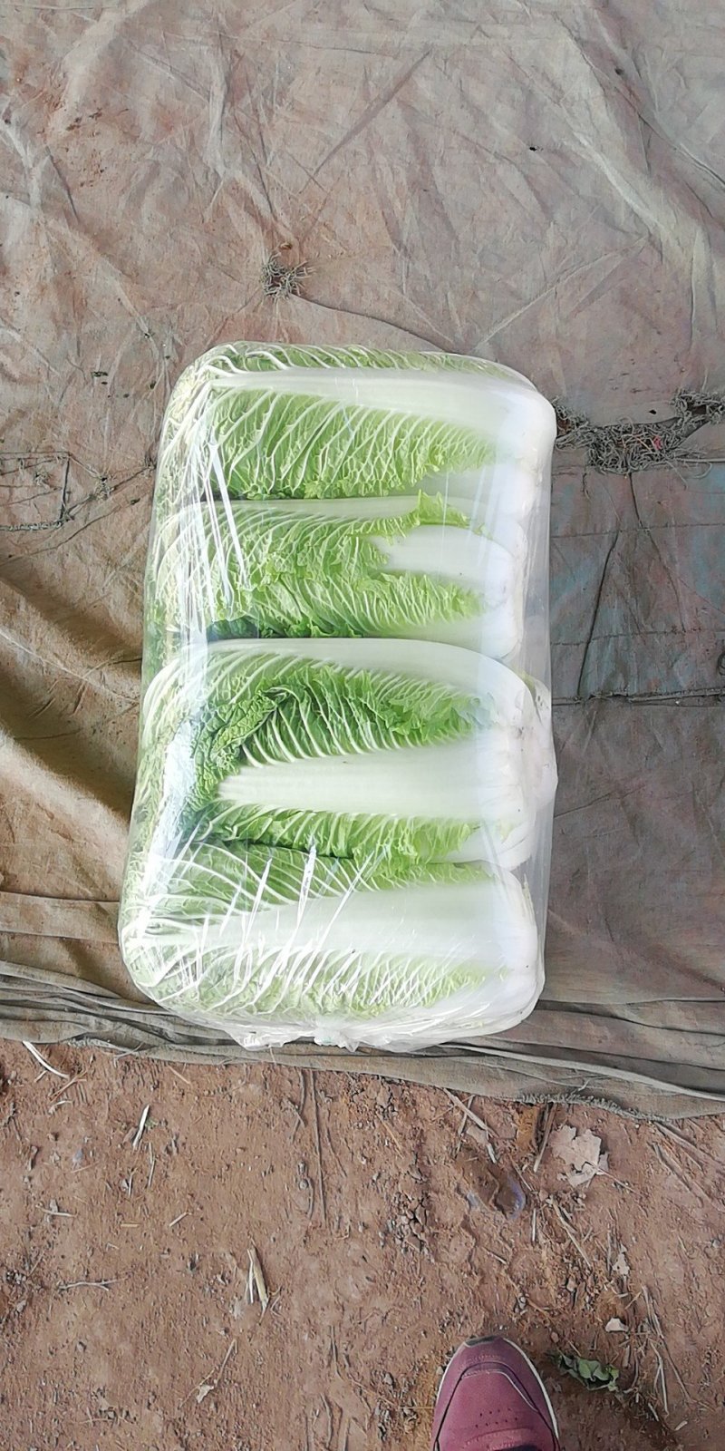 北京新三号白菜