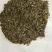 荷兰菊种子新种子保发芽质量好欢迎选购